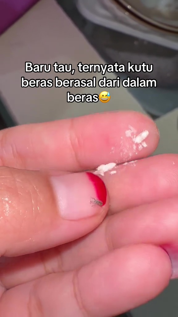 Wanita ini tunjukkan asal mula kutu yang ada di beras, endingnya bikin nggak nyangka
