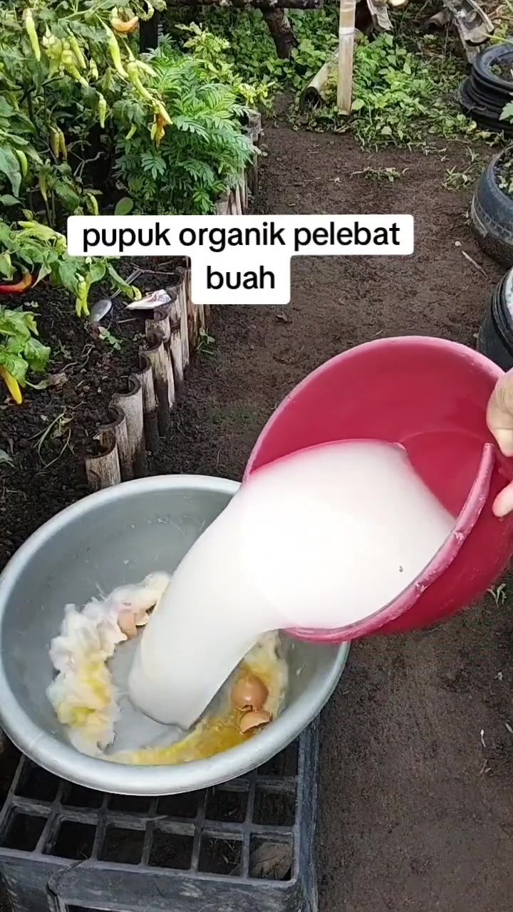 Cara mudah bikin pupuk organik pelebat tanaman buah, modalnya cuma pakai bahan-bahan dapur ini