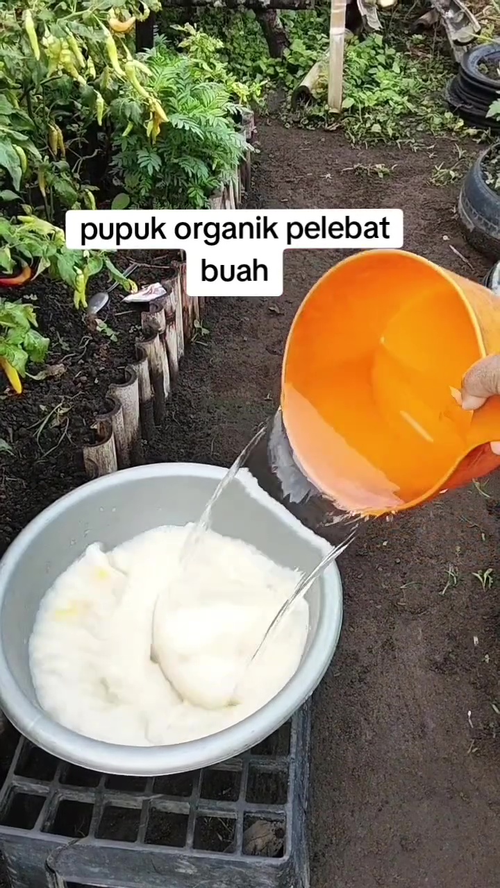 Cara mudah bikin pupuk organik pelebat tanaman buah, modalnya cuma pakai bahan-bahan dapur ini