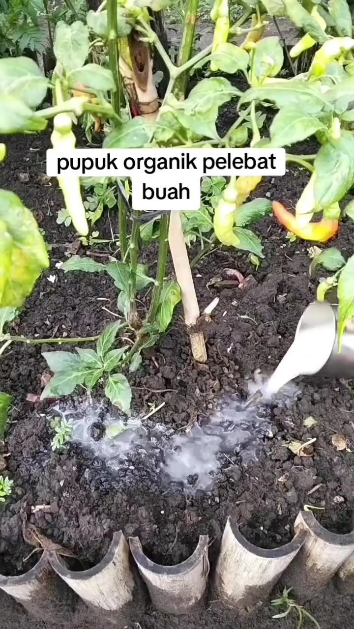 Cara mudah bikin pupuk organik pelebat tanaman buah, modalnya cuma pakai bahan-bahan dapur ini