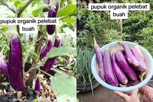 Cara mudah bikin pupuk organik pelebat tanaman buah, modalnya cuma pakai bahan-bahan dapur ini