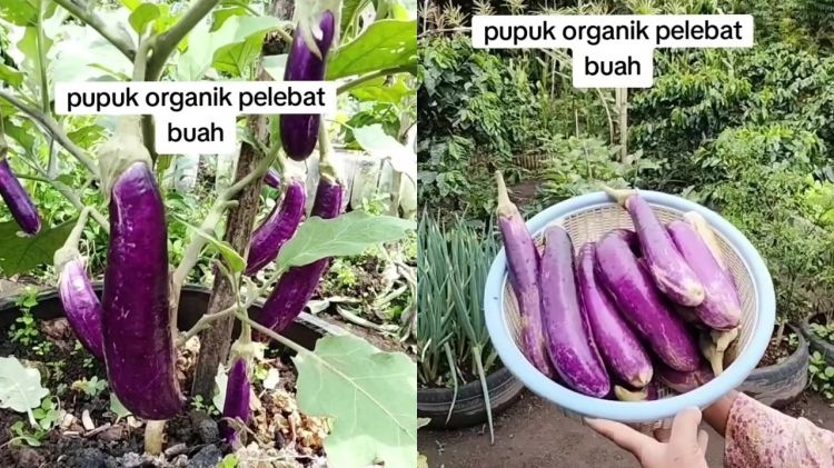Cara mudah bikin pupuk organik pelebat tanaman buah, modalnya cuma pakai bahan-bahan dapur ini
