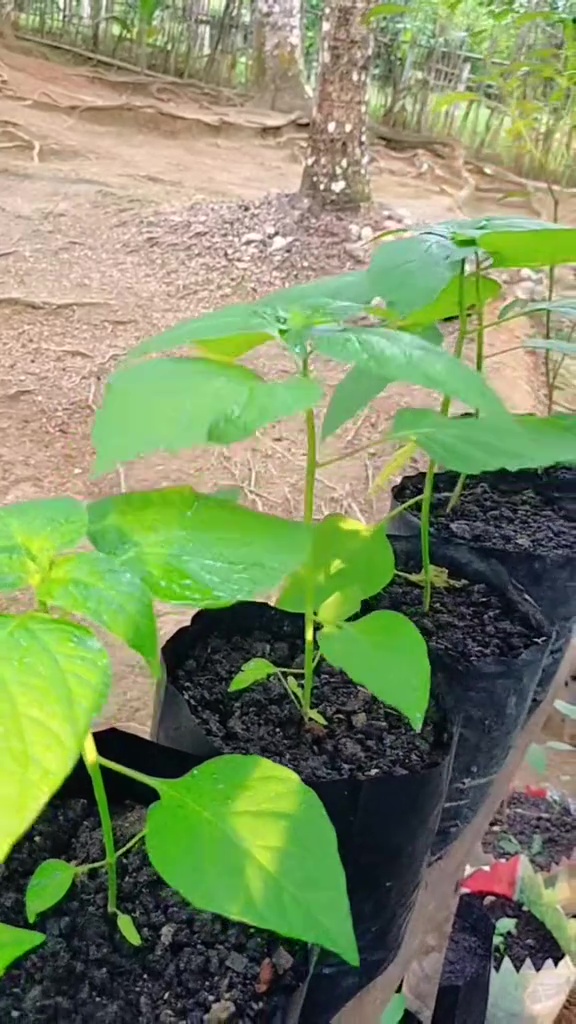 Takut tanaman sawi dan bayam bolong karena hama? Segera cegah pakai pestisida dari 2 bahan dapur