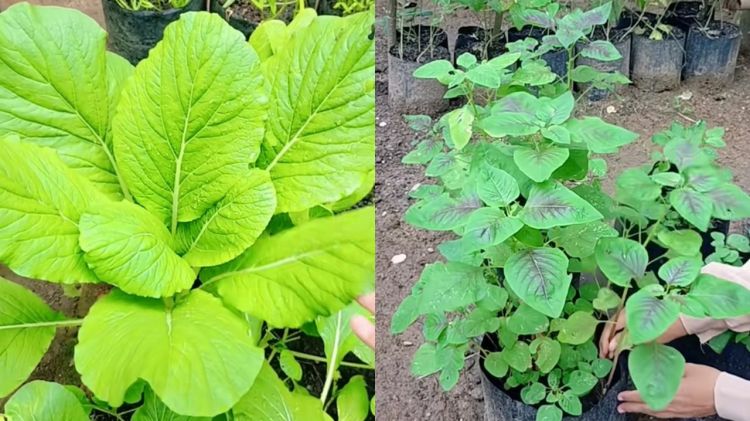 Takut tanaman sawi dan bayam bolong karena hama? Segera cegah pakai pestisida dari 2 bahan dapur
