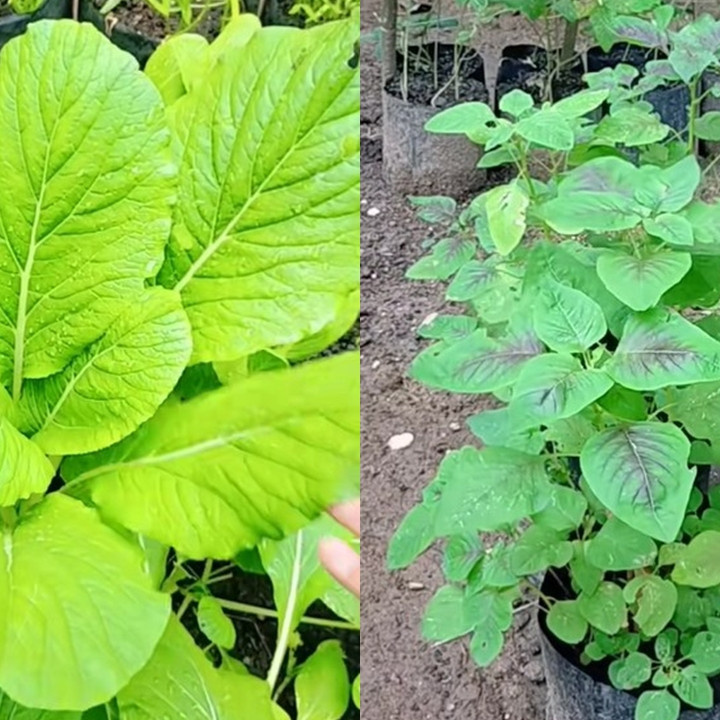 Takut tanaman sawi dan bayam bolong karena hama? Segera cegah pakai pestisida dari 2 bahan dapur
