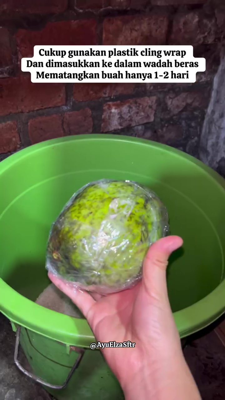 Tanpa karbit, ini cara cepat mematangkan buah mangga mentah dalam 1 hari, auto manis dan antibusuk