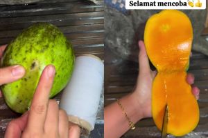 Tanpa karbit, ini cara cepat mematangkan buah mangga mentah dalam 1 hari, auto manis dan antibusuk