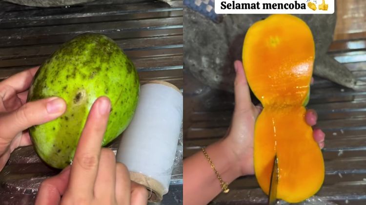 Tanpa karbit, ini cara cepat mematangkan buah mangga mentah dalam 1 hari, auto manis dan antibusuk