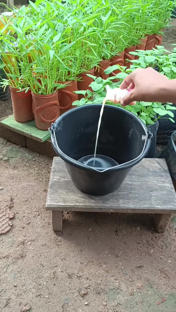 Tak perlu lahan luas, ini trik kangkung tumbuh subur meski dalam pot, pakai pupuk dari 3 bahan dapur