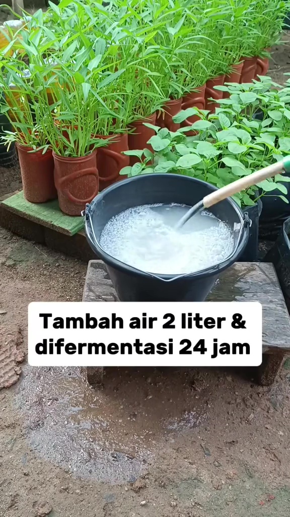 Tak perlu lahan luas, ini trik kangkung tumbuh subur meski dalam pot, pakai pupuk dari 3 bahan dapur