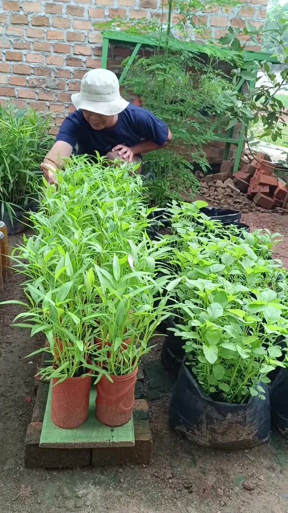 Tak perlu lahan luas, ini trik kangkung tumbuh subur meski dalam pot, pakai pupuk dari 3 bahan dapur