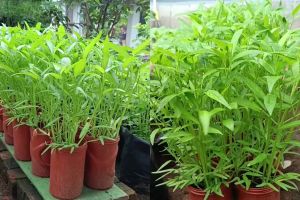 Tak perlu lahan luas, ini trik kangkung tumbuh subur meski dalam pot, pakai pupuk dari 3 bahan dapur