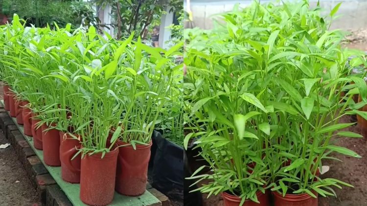 Tak perlu lahan luas, ini trik kangkung tumbuh subur meski dalam pot, pakai pupuk dari 3 bahan dapur