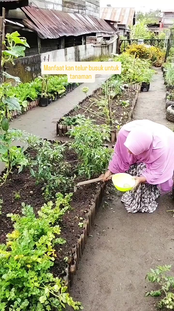 Punya telur busuk jangan dibuang! Ini cara pakainya untuk pupuk tanaman agar tak mengundang lalat
