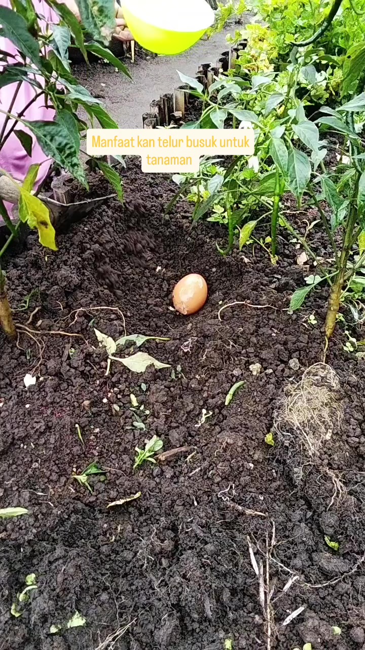 Punya telur busuk jangan dibuang! Ini cara pakainya untuk pupuk tanaman agar tak mengundang lalat