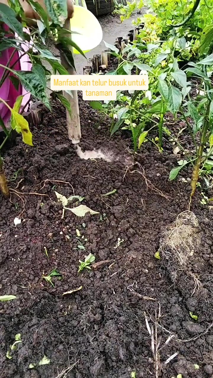 Punya telur busuk jangan dibuang! Ini cara pakainya untuk pupuk tanaman agar tak mengundang lalat