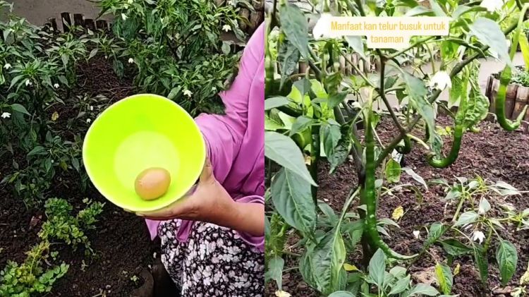Punya telur busuk jangan dibuang! Ini cara pakainya untuk pupuk tanaman agar tak mengundang lalat