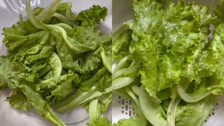 Punya selada layu jangan langsung dibuang! Atasi dengan 1 bahan minuman ini biar segar dan renyah lagi