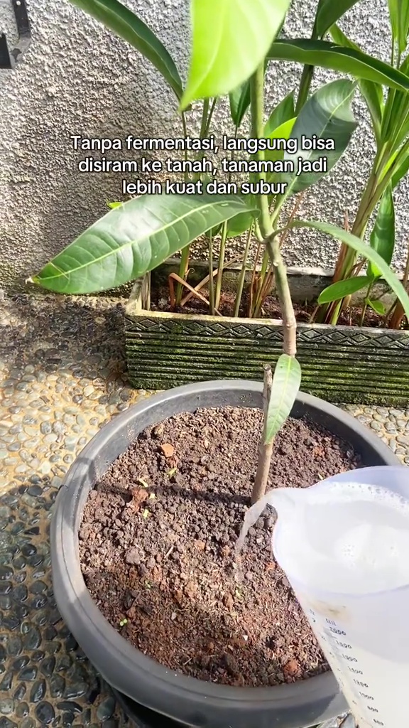 Ternyata semudah ini suburkan tanaman yang hampir mati, cukup pakai pupuk dari 2 bahan dapur