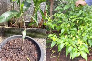 Ternyata semudah ini suburkan tanaman yang hampir mati, cukup pakai pupuk dari 2 bahan dapur