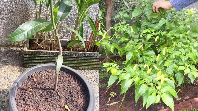 Ternyata semudah ini suburkan tanaman yang hampir mati, cukup pakai pupuk dari 2 bahan dapur