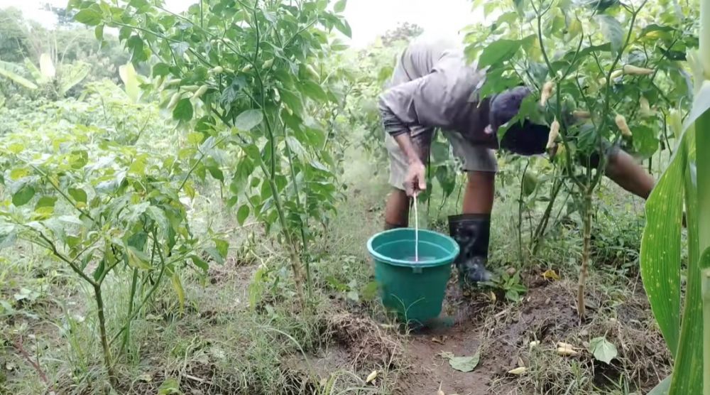Ingin tanaman cabai tetap berbuah lebat meski di musim hujan? Coba suburkan pakai 1 ampas dapur ini