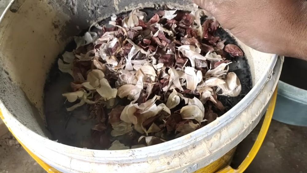 Ingin tanaman cabai tetap berbuah lebat meski di musim hujan? Coba suburkan pakai 1 ampas dapur ini