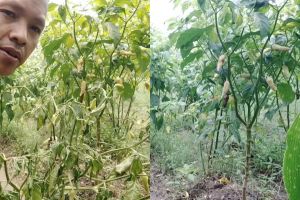 Ingin tanaman cabai tetap berbuah lebat meski di musim hujan? Coba suburkan pakai 1 ampas dapur ini