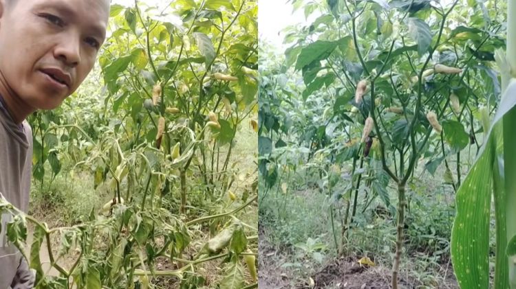 Ingin tanaman cabai tetap berbuah lebat meski di musim hujan? Coba suburkan pakai 1 ampas dapur ini