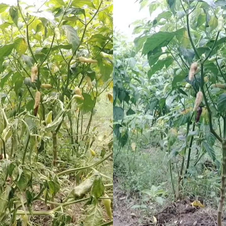 Ingin tanaman cabai tetap berbuah lebat meski di musim hujan? Coba suburkan pakai 1 ampas dapur ini