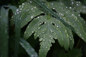 100 Kata-kata mutiara embun pagi, bangkitkan motivasi hidup