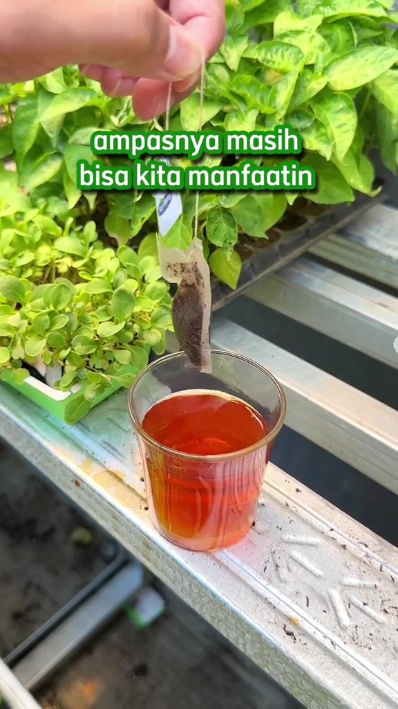 Bisa jadi pupuk gratis, ini trik pakai ampas teh untuk suburkan tanaman sawi biar bebas hama