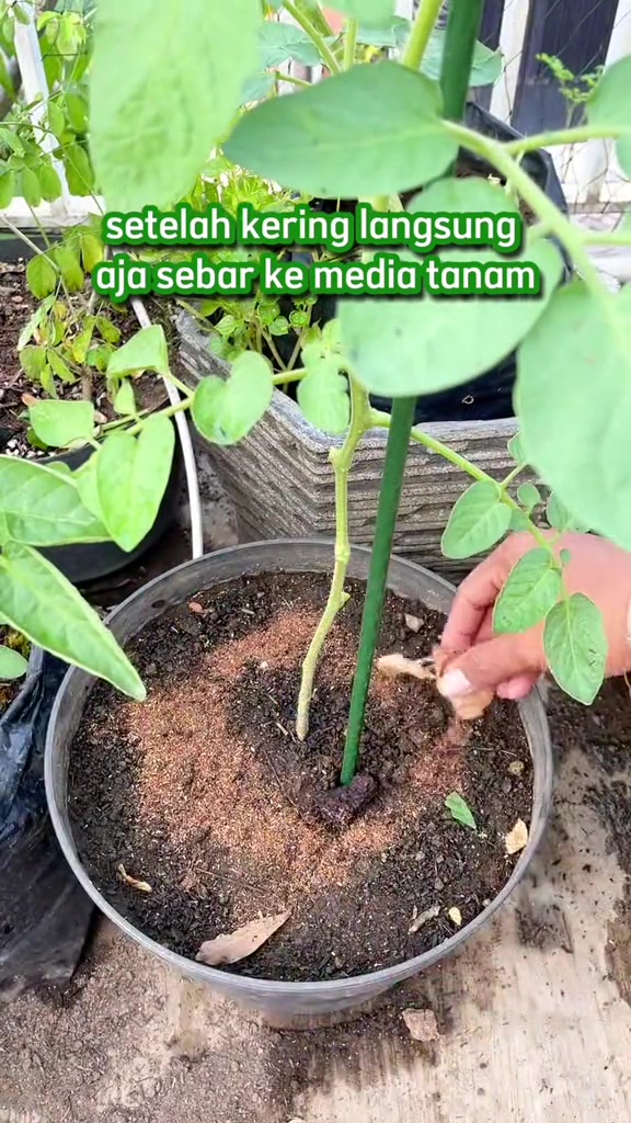 Bisa jadi pupuk gratis, ini trik pakai ampas teh untuk suburkan tanaman sawi biar bebas hama