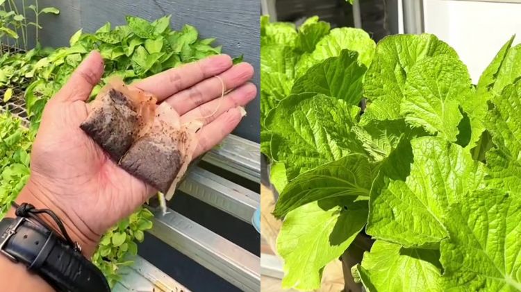 Bisa jadi pupuk gratis, ini trik pakai ampas teh untuk suburkan tanaman sawi biar bebas hama