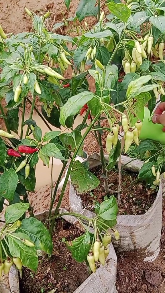 Tak banyak yang tahu! Ternyata air bekas cucian ikan bisa jadi POC tanaman, begini cara pakainya