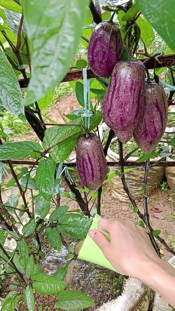Tak banyak yang tahu! Ternyata air bekas cucian ikan bisa jadi POC tanaman, begini cara pakainya