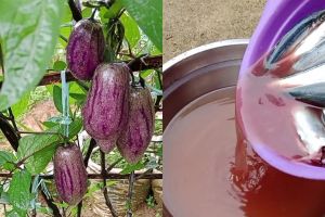 Tak banyak yang tahu! Ternyata air bekas cucian ikan bisa jadi POC tanaman, begini cara pakainya 