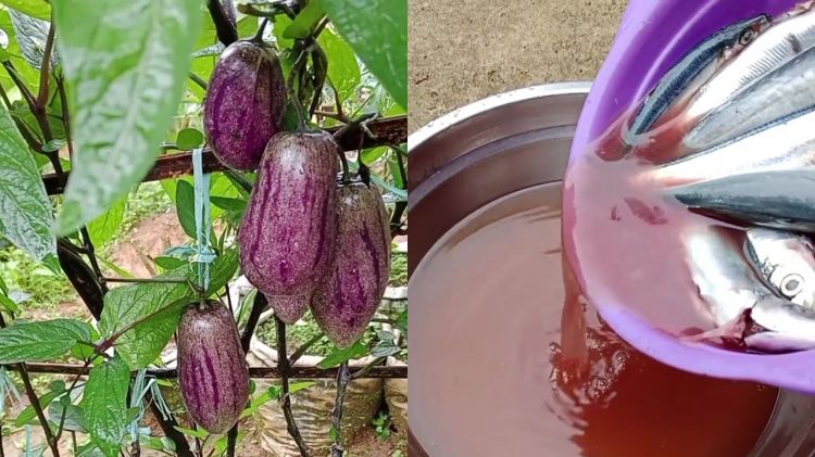 Tak banyak yang tahu! Ternyata air bekas cucian ikan bisa jadi POC tanaman, begini cara pakainya