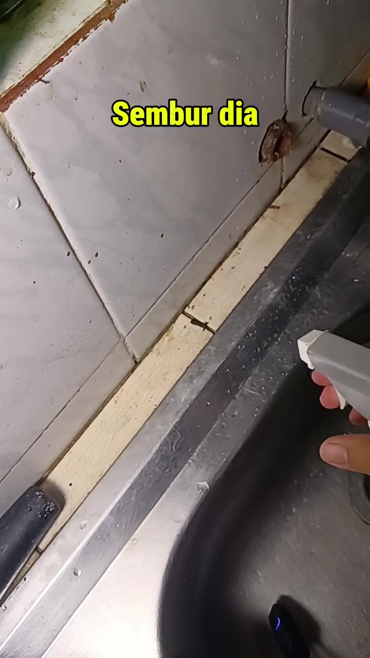 Musim hujan bikin semut sering masuk ke dapur? Coba basmi pakai cairan ini agar tak datang lagi