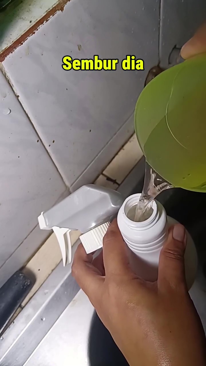 Musim hujan bikin semut sering masuk ke dapur? Coba basmi pakai cairan ini agar tak datang lagi