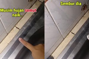 Musim hujan bikin semut sering masuk ke dapur? Coba basmi pakai cairan ini agar tak datang lagi