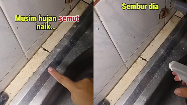 Musim hujan bikin semut sering masuk ke dapur? Coba basmi pakai cairan ini agar tak datang lagi
