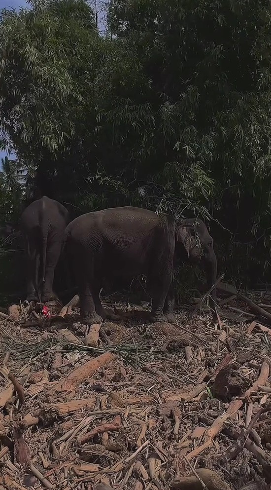 Gajah dikerahkan bantu bersihkan tumpukan kayu sisa banjir di Aceh, 7 potretnya tuai pro kontra