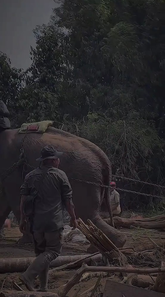 Gajah dikerahkan bantu bersihkan tumpukan kayu sisa banjir di Aceh, 7 potretnya tuai pro kontra