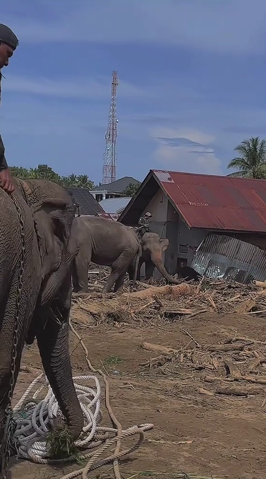 Gajah dikerahkan bantu bersihkan tumpukan kayu sisa banjir di Aceh, 7 potretnya tuai pro kontra