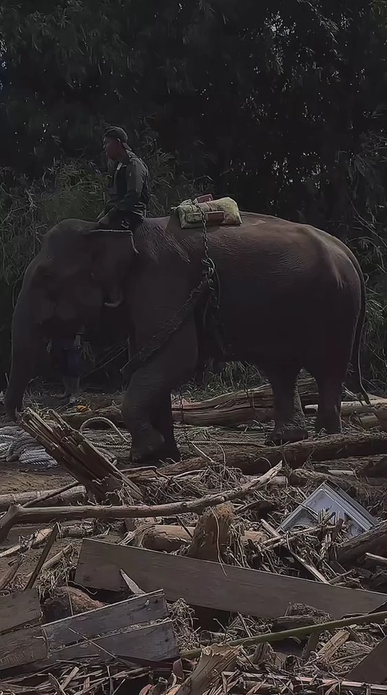 Gajah dikerahkan bantu bersihkan tumpukan kayu sisa banjir di Aceh, 7 potretnya tuai pro kontra