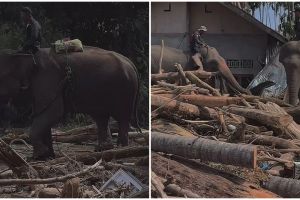 Gajah dikerahkan bantu bersihkan tumpukan kayu sisa banjir di Aceh, 7 potretnya tuai pro kontra