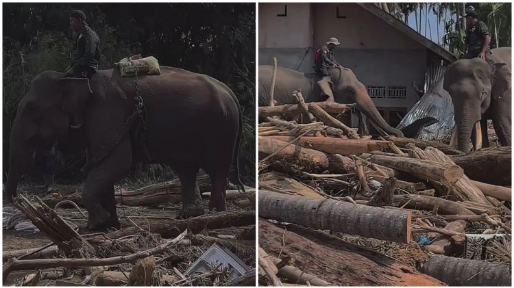 Gajah dikerahkan bantu bersihkan tumpukan kayu sisa banjir di Aceh, 7 potretnya tuai pro kontra