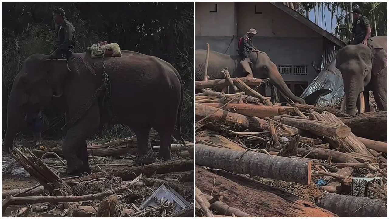 Gajah dikerahkan bantu bersihkan tumpukan kayu sisa banjir di Aceh, 7 potretnya tuai pro kontra