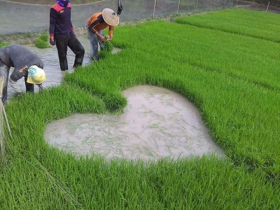 11 Penampakan sawah nyeleneh bikin geleng kepala, kreatif tapi absurd banget sampai susah percaya mata